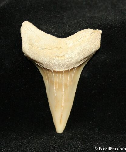 Inch Mako Shark Tooth Fossil (Sharktooth Hill) #966